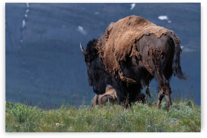 Male Bison by Randy Tremblay Photography