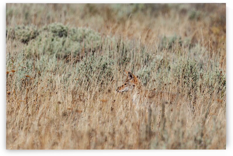 Coyote by Randy Tremblay Photography