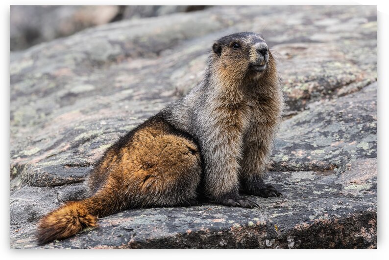 Hoary Marmot by Randy Tremblay Photography