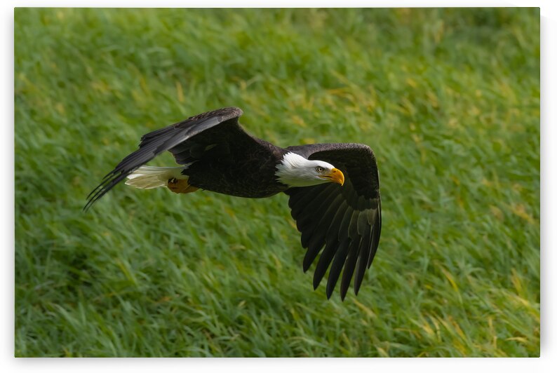 Bald Eagle by Randy Tremblay Photography