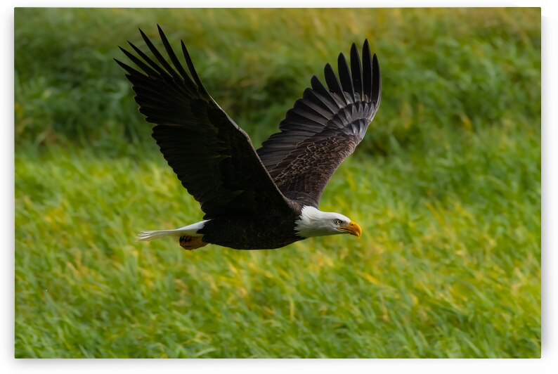 Bald Eagle by Randy Tremblay Photography