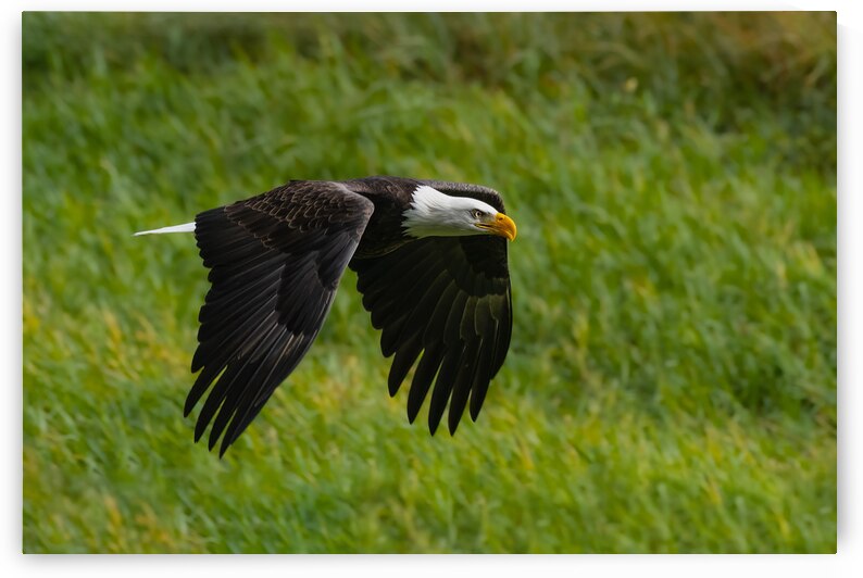 Bald Eagle by Randy Tremblay Photography