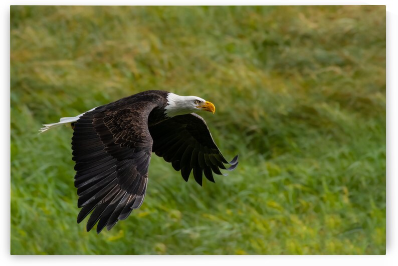 Bald Eagle by Randy Tremblay Photography