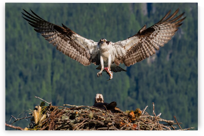 Osprey by Randy Tremblay Photography