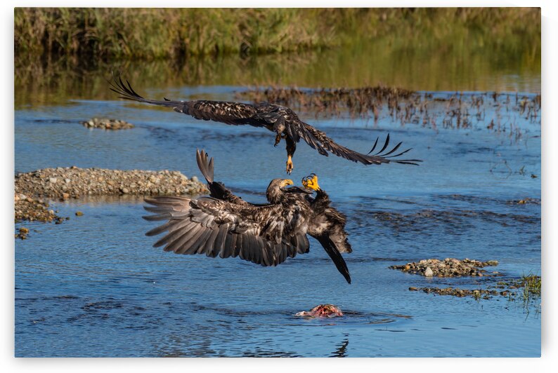 Juvenile Bald Eagles by Randy Tremblay Photography