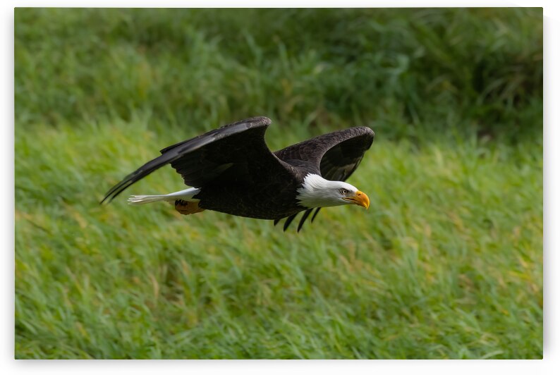 Bald Eagle by Randy Tremblay Photography