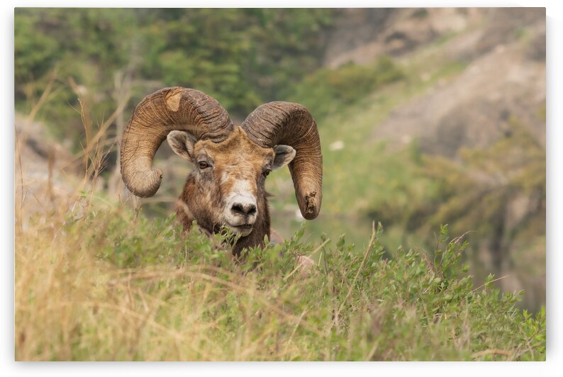 Bighorn Ram by Randy Tremblay Photography