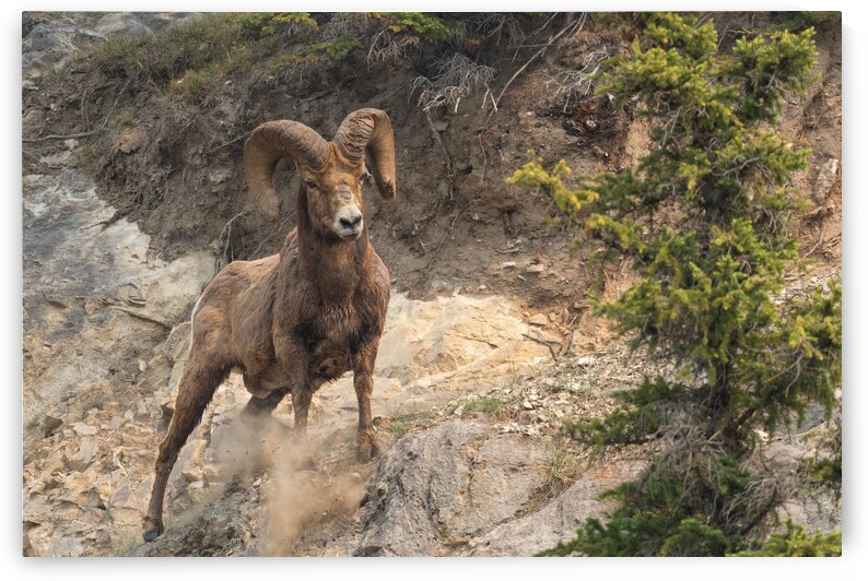 Bighorn Ram by Randy Tremblay Photography