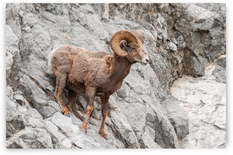 Bighorn Ram by Randy Tremblay Photography