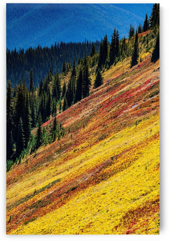 Mountain Wild Flowers by Randy Tremblay Photography