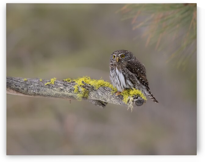 Northern Pygmy Owl by Randy Tremblay Photography