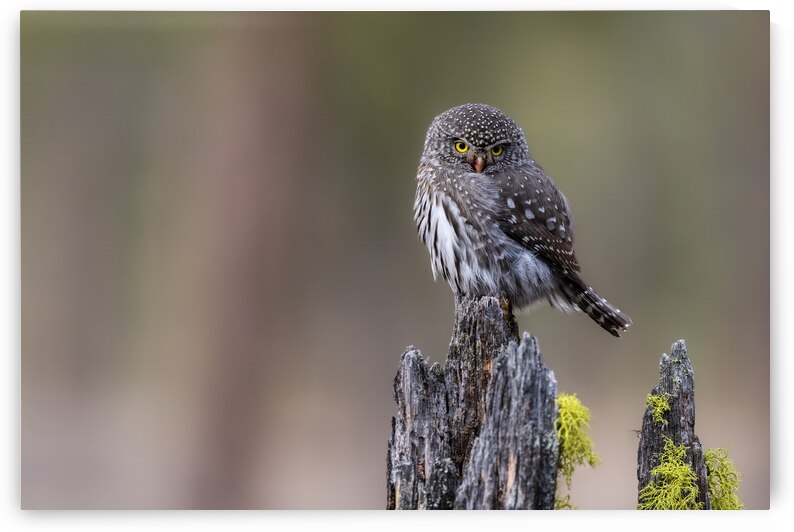 Northern Pygmy Owl by Randy Tremblay Photography