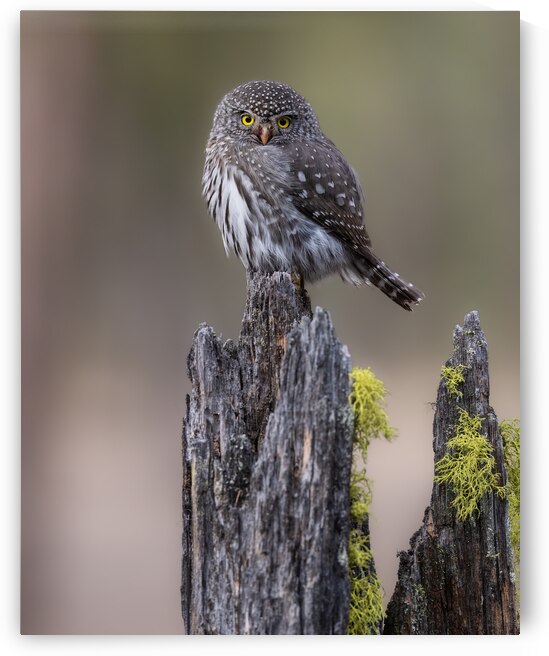Northern Pygmy Owl by Randy Tremblay Photography
