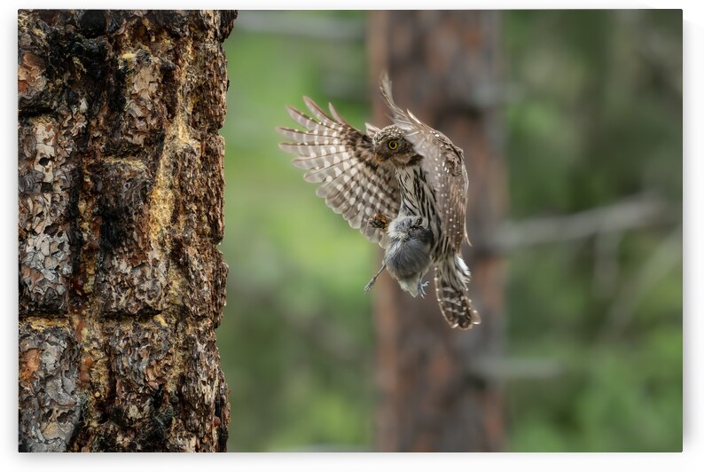Northern Pygmy Owl by Randy Tremblay Photography