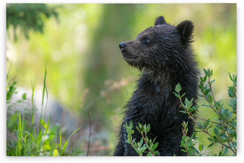 Grizzly Cub by Randy Tremblay Photography