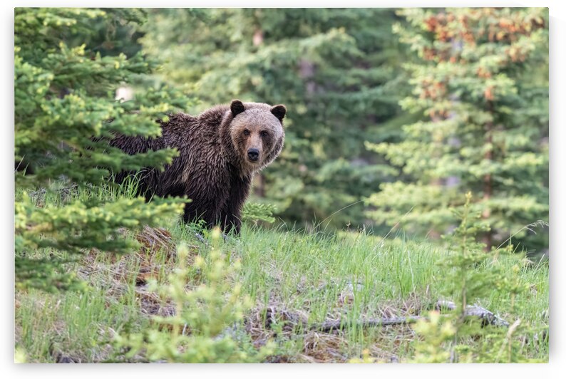 Grizzly Bear by Randy Tremblay Photography