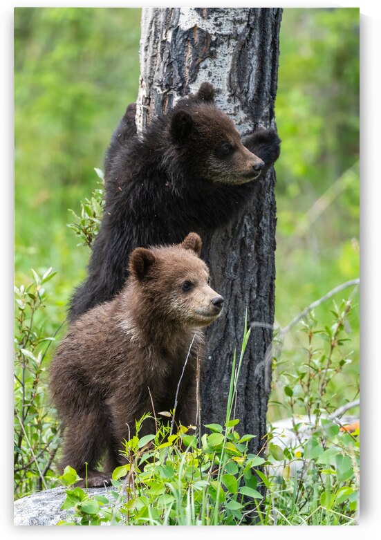 Grizzly Cubs by Randy Tremblay Photography