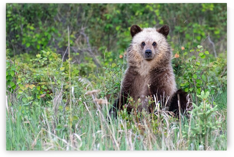 Grizzly Cub by Randy Tremblay Photography