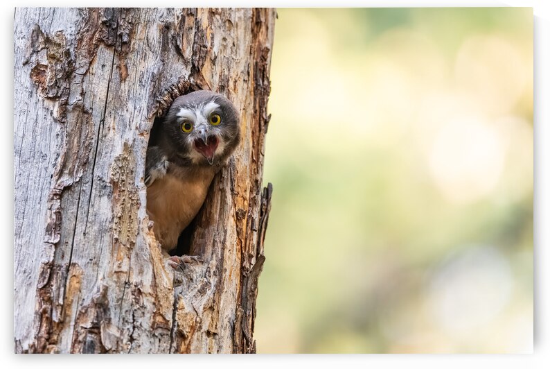 Northern Saw-Whet Owlet by Randy Tremblay Photography