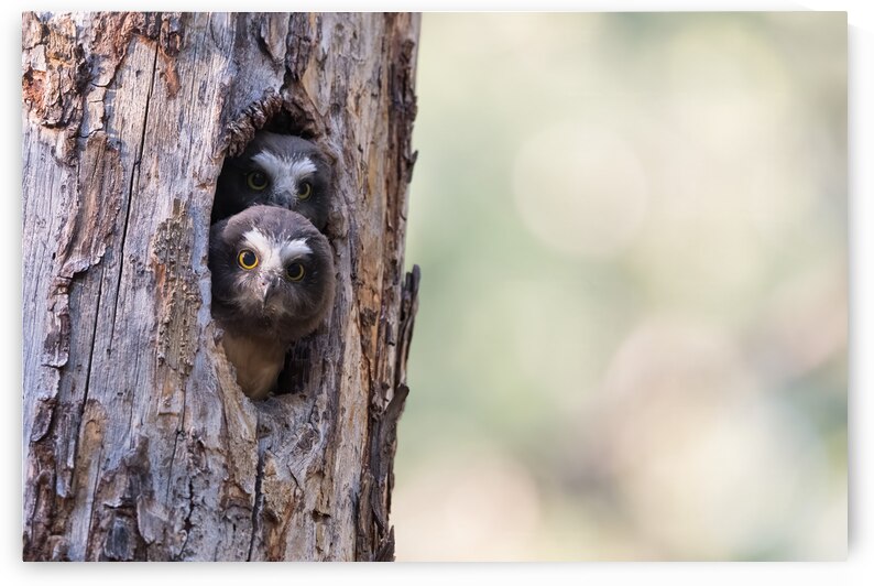 Northern Saw-Whet Owlets by Randy Tremblay Photography