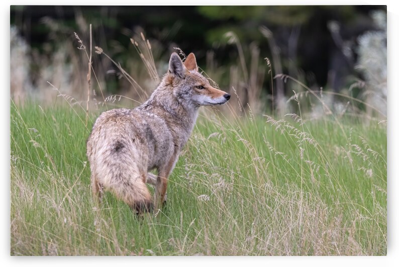 Coyote by Randy Tremblay Photography