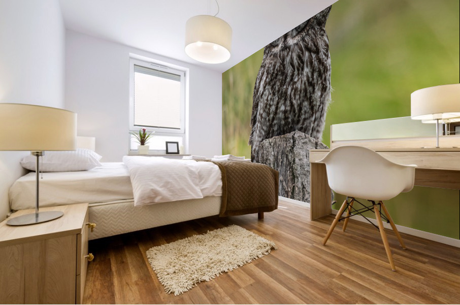 Great Gray Owl Mural print