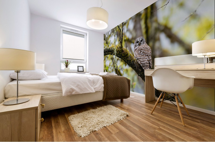 Barred Owl Mural print