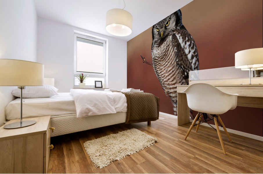 Northern Hawk Owl Mural print
