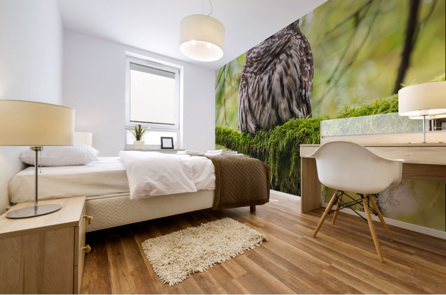 Barred Owl Mural print