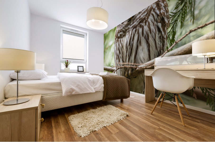 Barred Owl Mural print