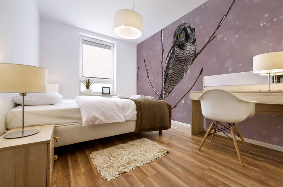Northern Hawk Owl Mural print