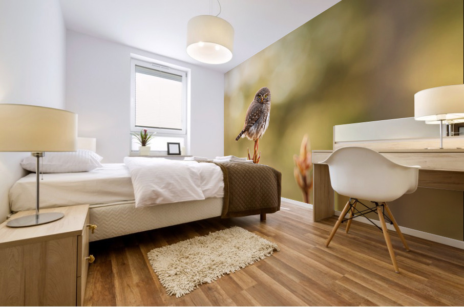 Northern Pygmy Owl Mural print