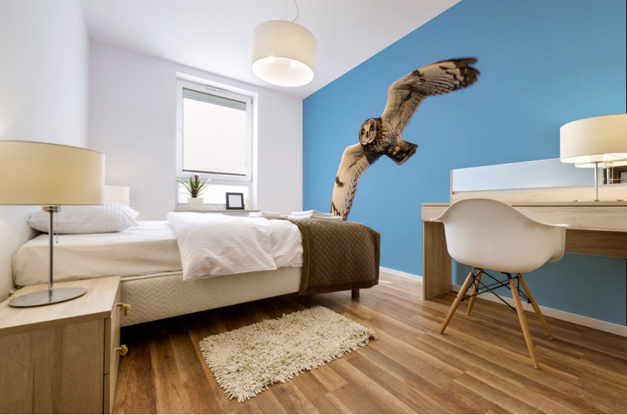 Short-eared Owl Mural print