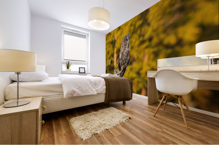 Great Gray Owl Mural print