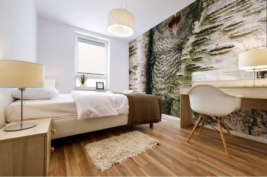 Western Screech Owlet Mural print