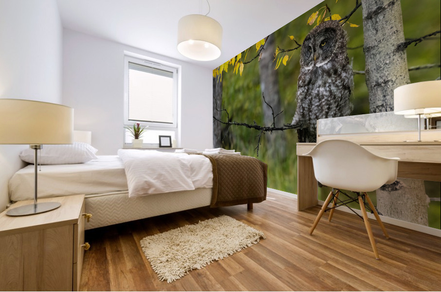 Great Gray Owl Mural print