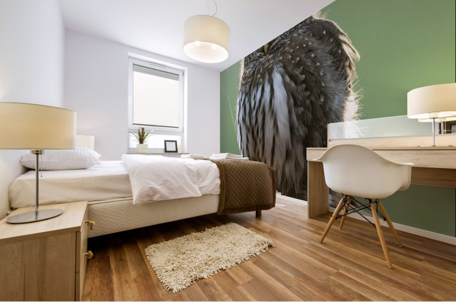 Northern Pygmy Owl Mural print