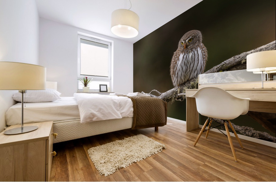 Northern Pygmy Owl Mural print