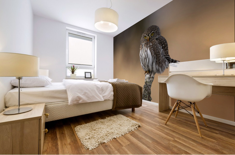 Northern Pygmy Owl Mural print