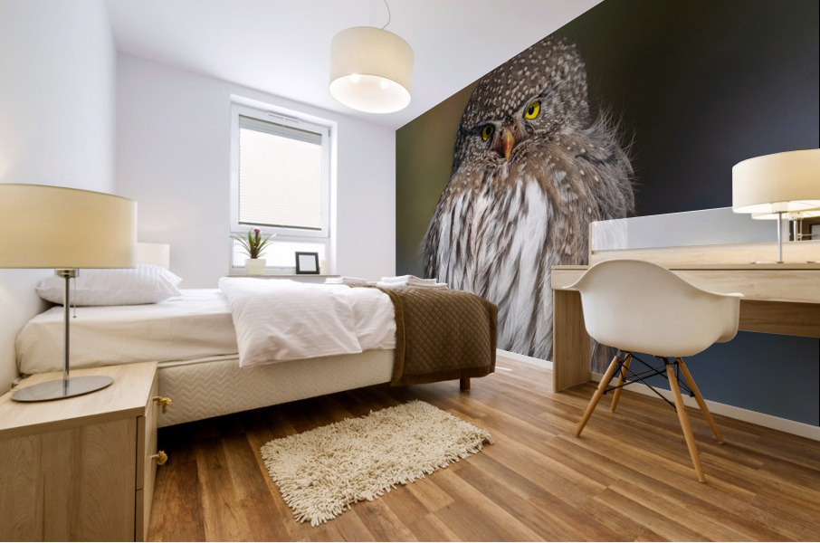 Northern Pygmy Owl Mural print