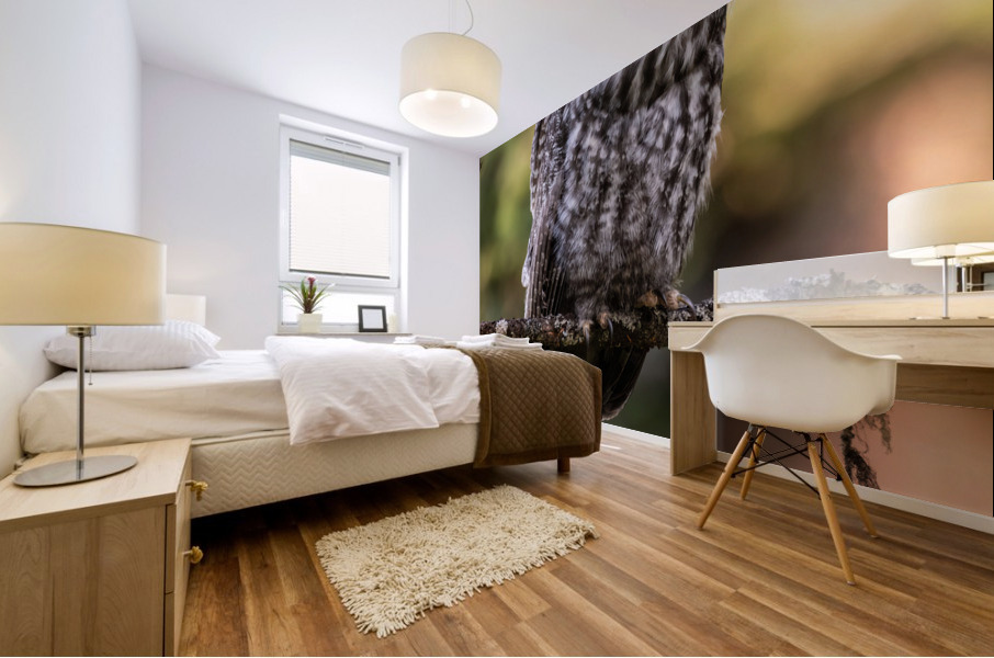 Great Gray Owlet Mural print