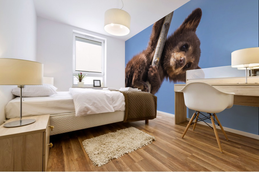 Black Bear Cub Mural print