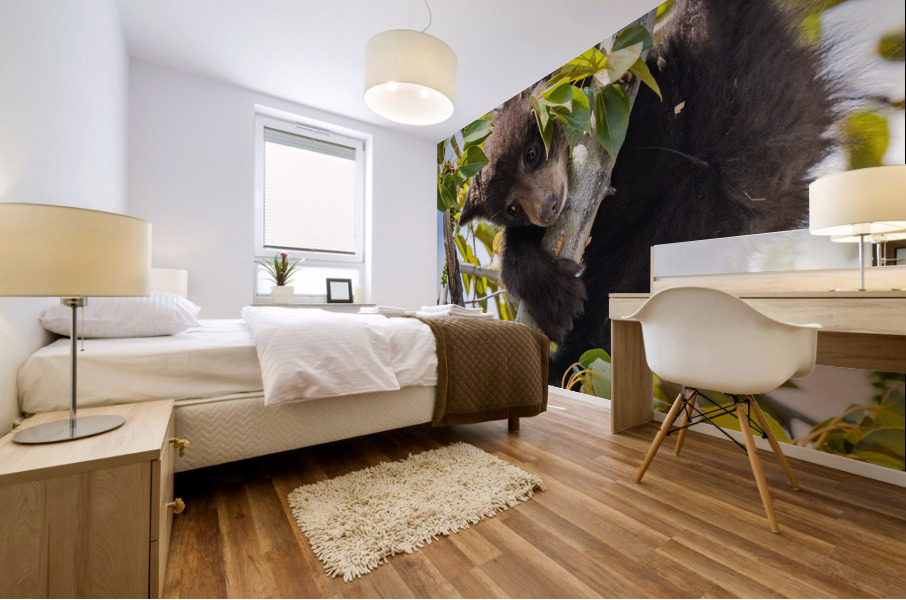 Black Bear Cub Mural print