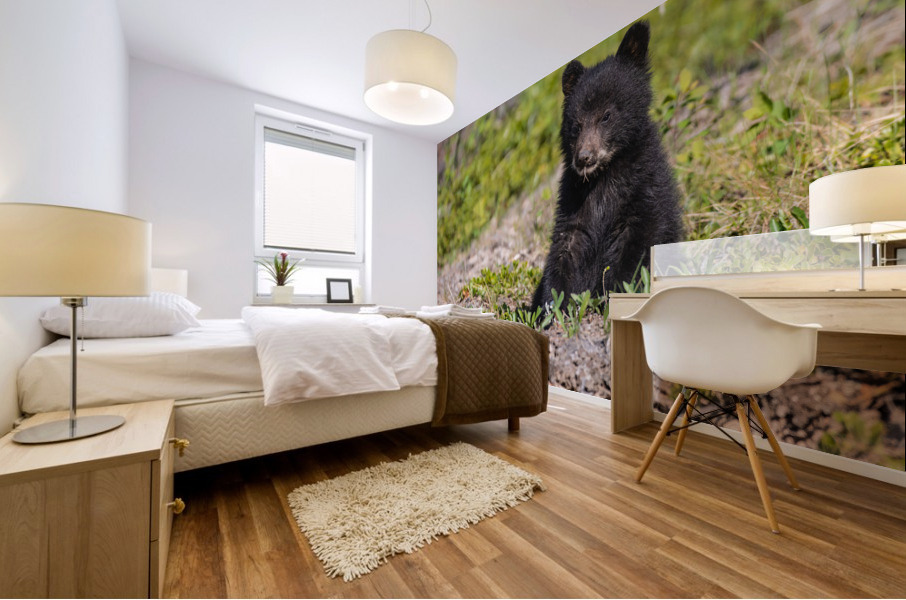 Black Bear Cub Mural print