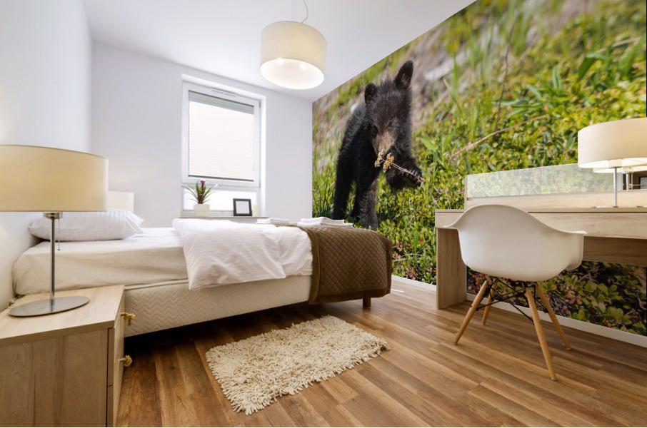 Black Bear Cub Mural print