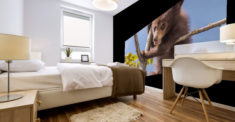 Black Bear Cub Mural print