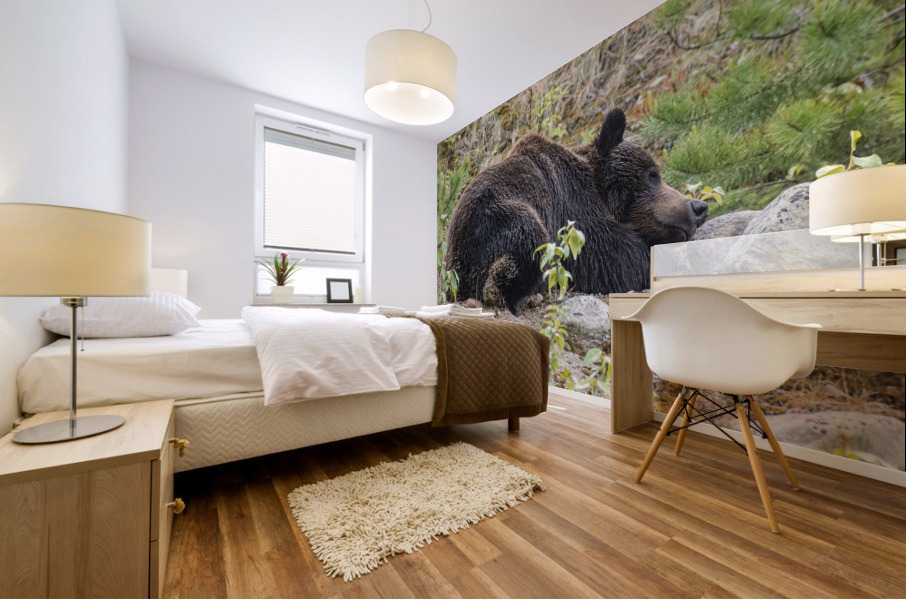 Grizzly Boar Mural print