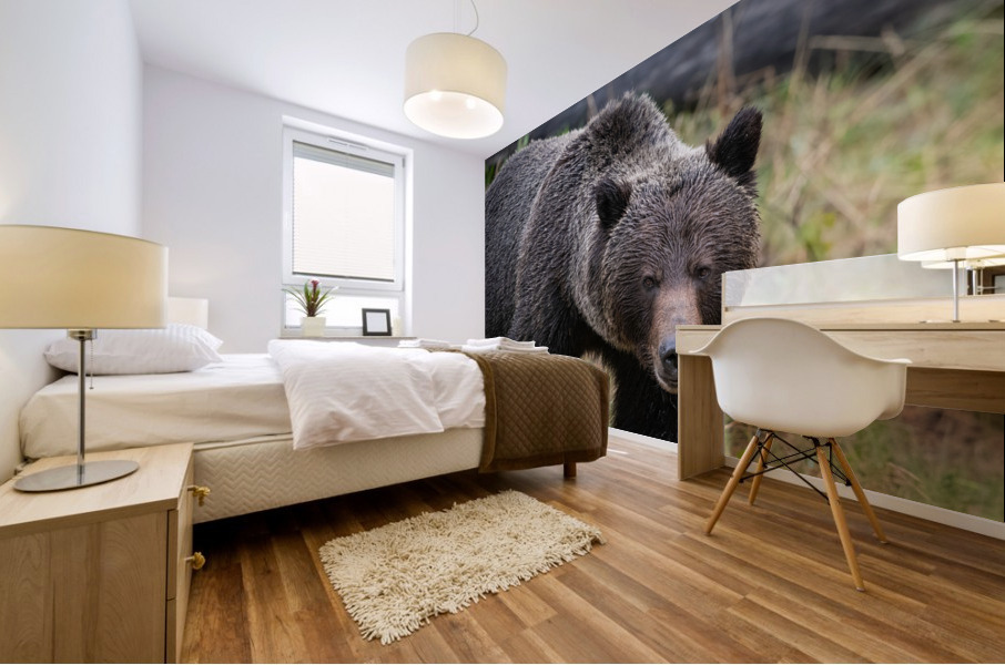 Grizzly Boar Mural print