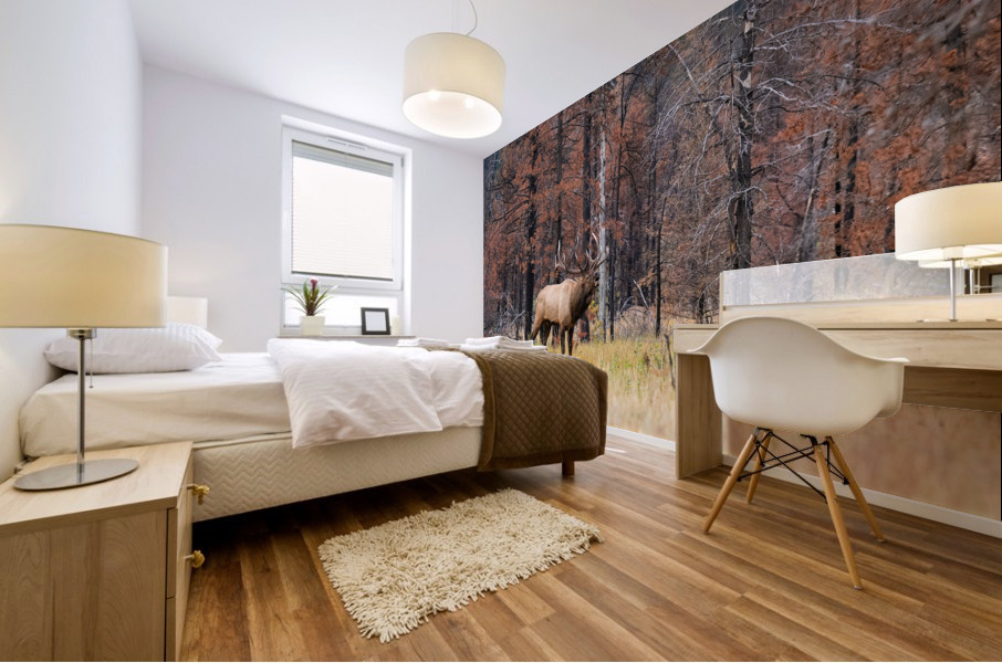 Bull Elk Mural print