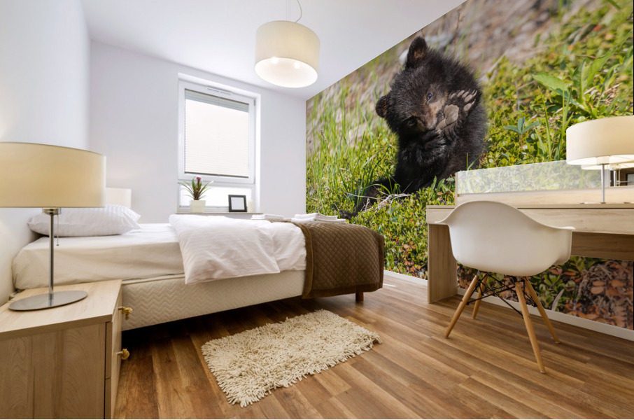 Black Bear Cub Mural print